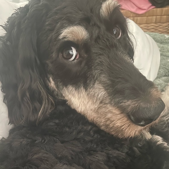 Meet your Posher, Monique - Picture 1 of 1